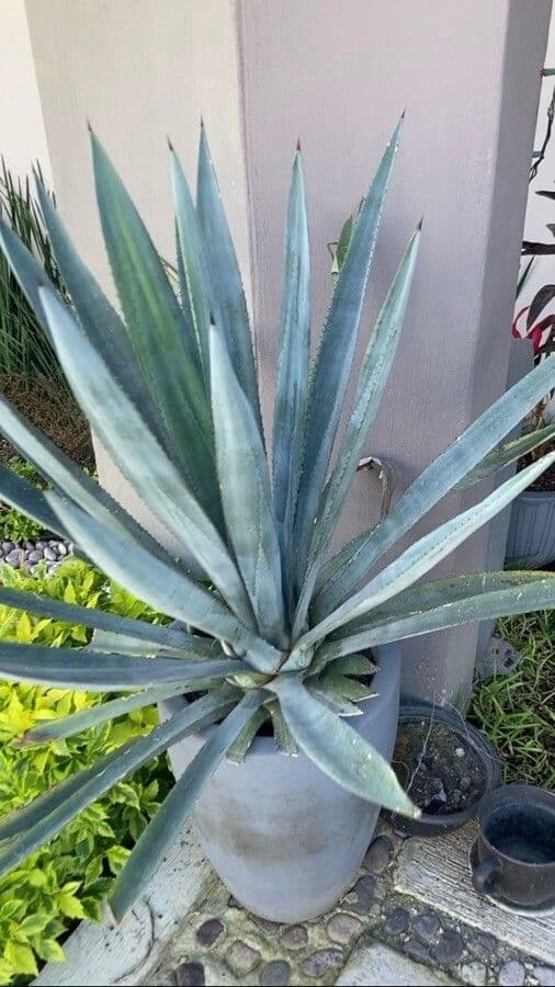 Tequila-Agave 2