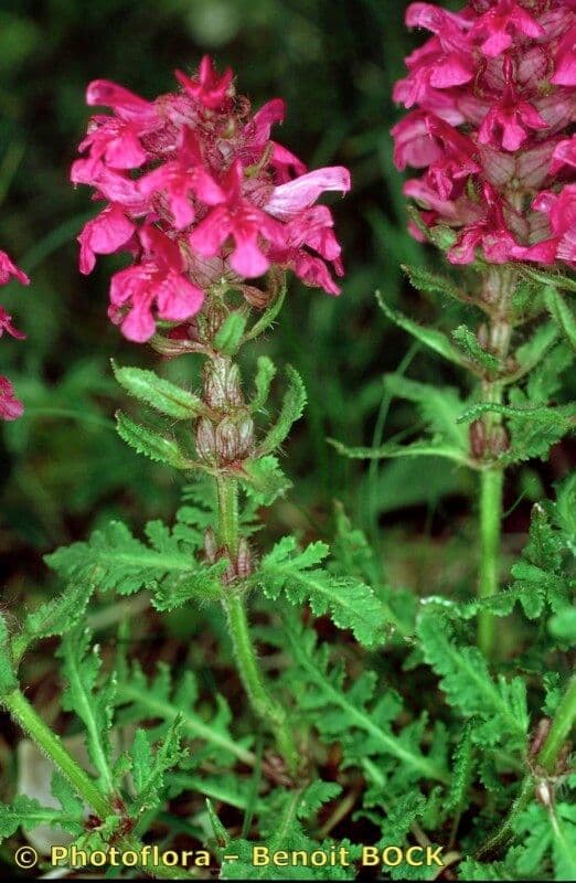 Pedicolare verticillata 26
