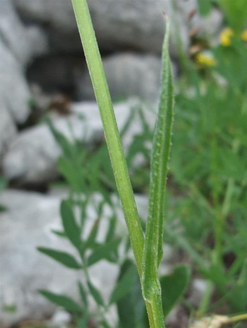 Gemsen-Greiskraut 7