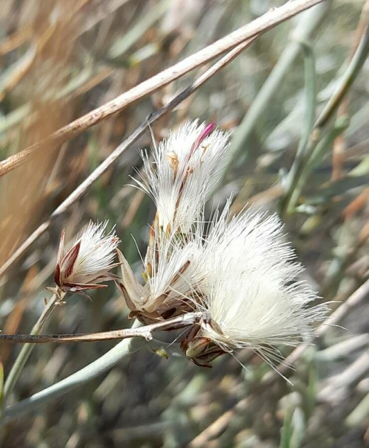Hyalis 2