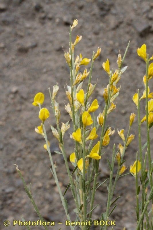 Ginestra 25