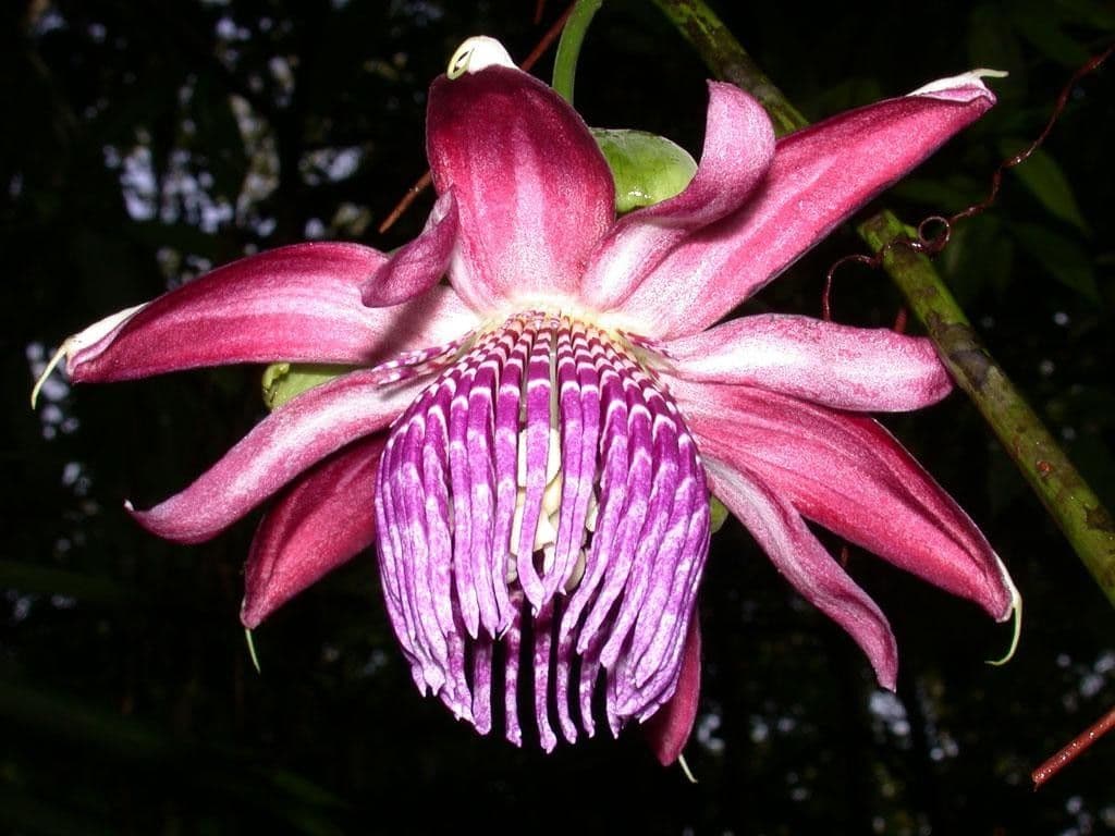 Passiflora ambigua 6