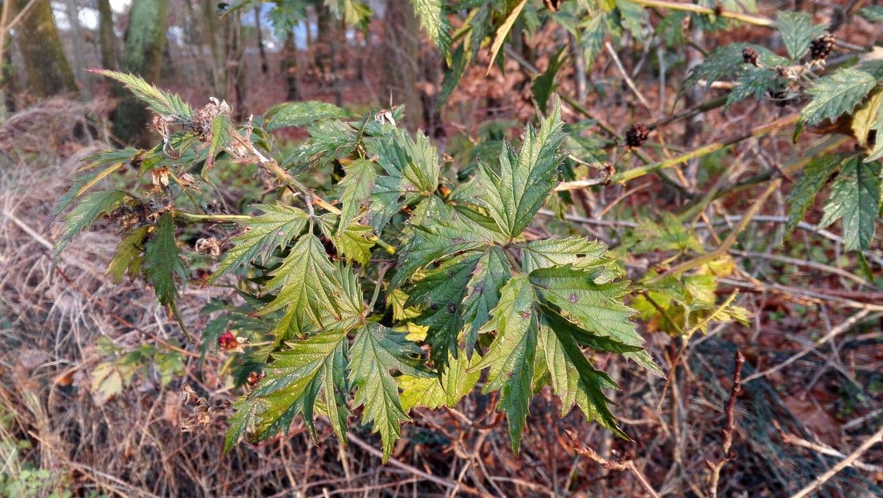 Schlitzblättrige Brombeere 16