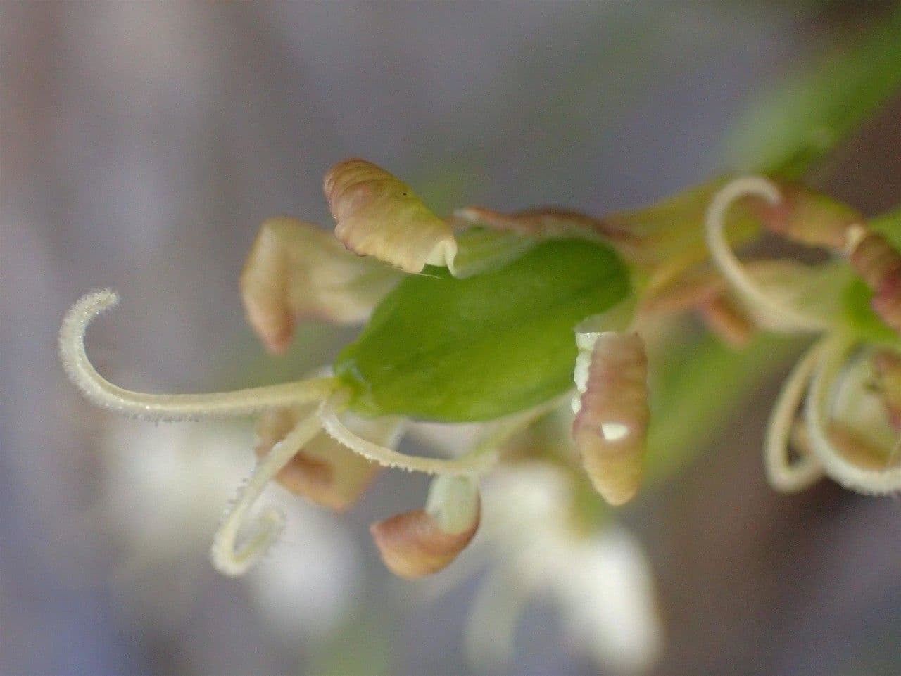 Silene saxifraga 4
