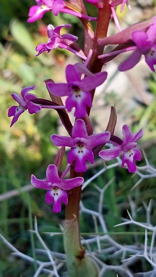 Orchide a quattro macchie 4