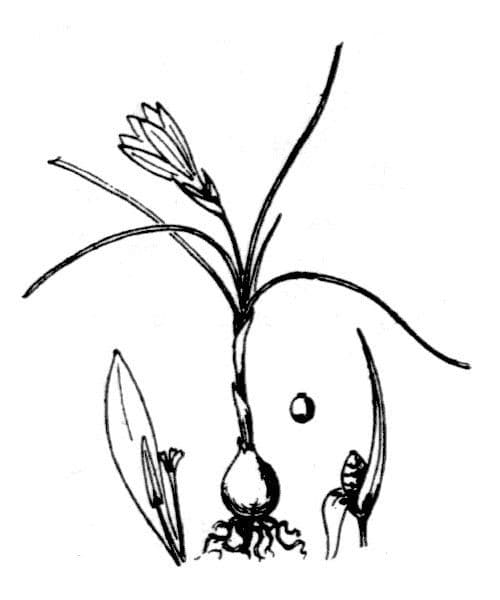 Romulea