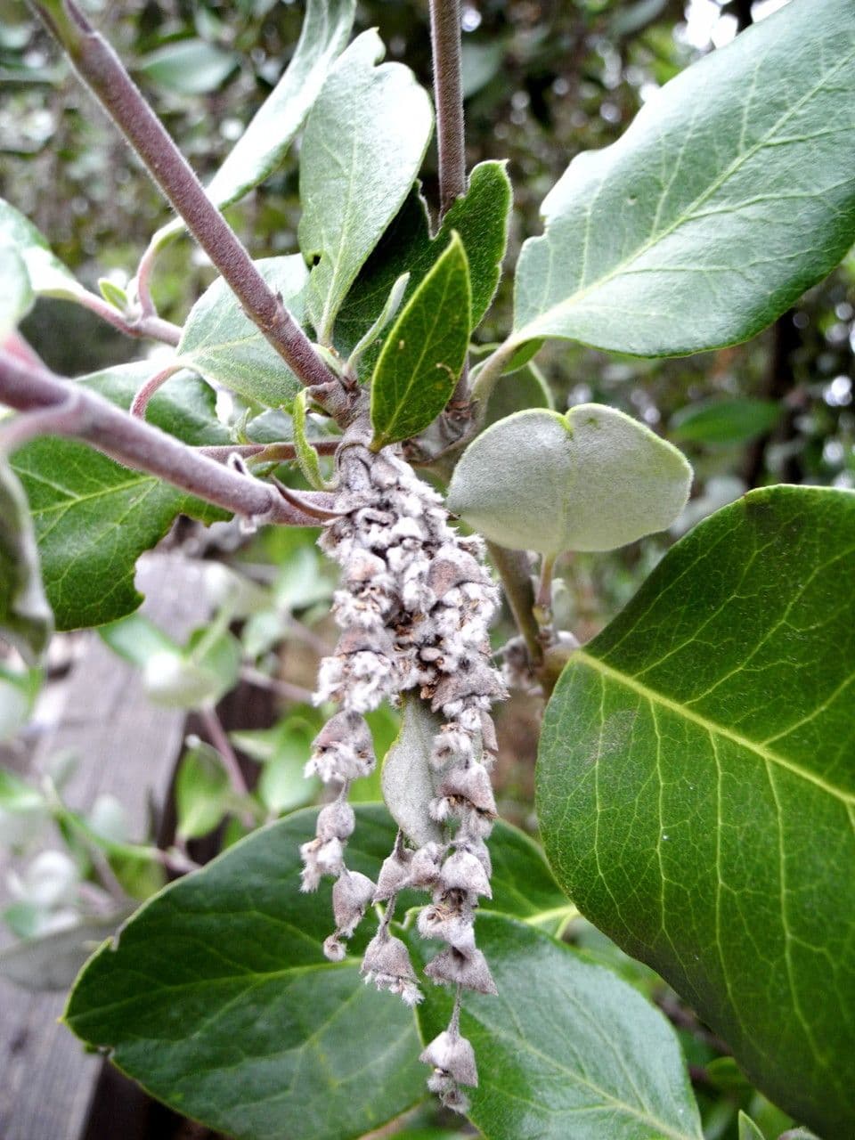 Garrya veatchii 5