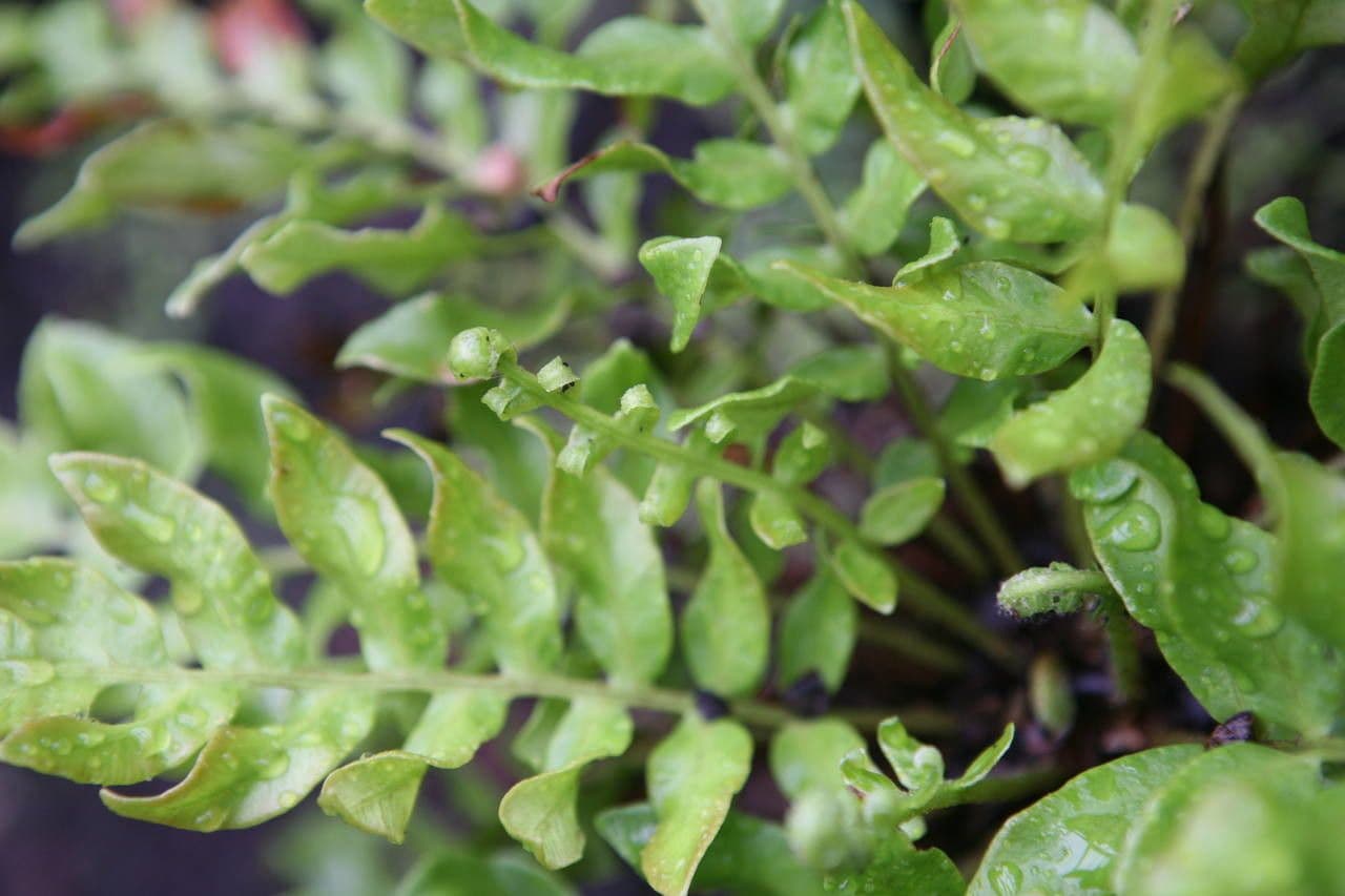Blechnum 8