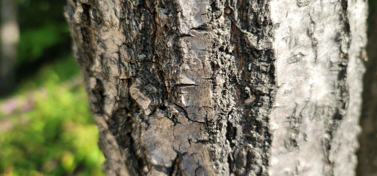 Árbol de las barbas 20
