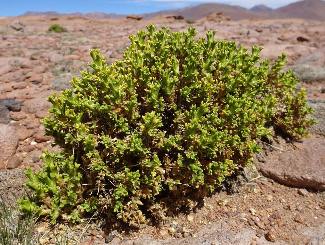 Xenophyllum pseudodigitato