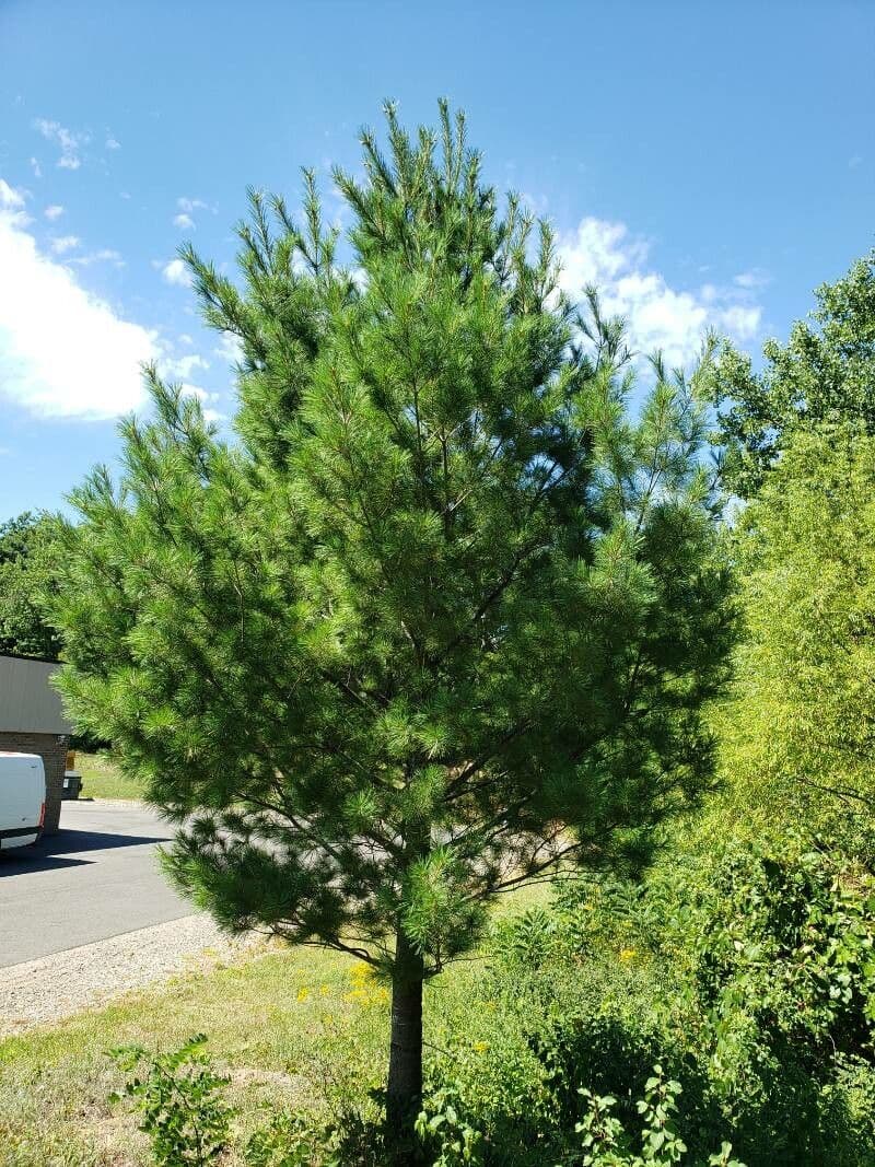 Sosna wejmutka 13