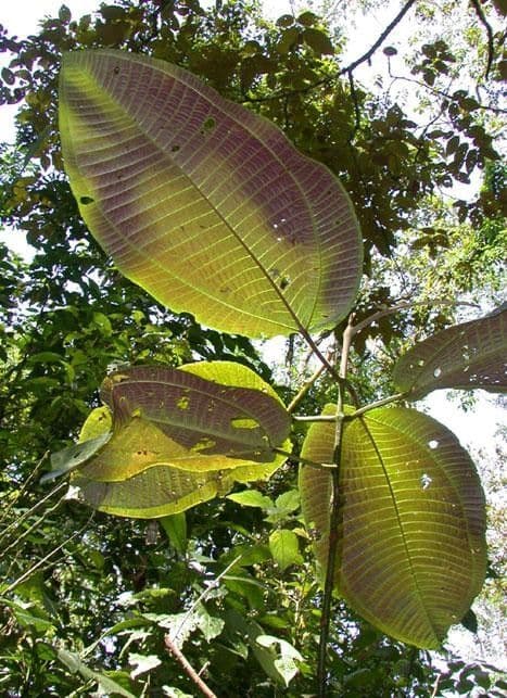 Miconia