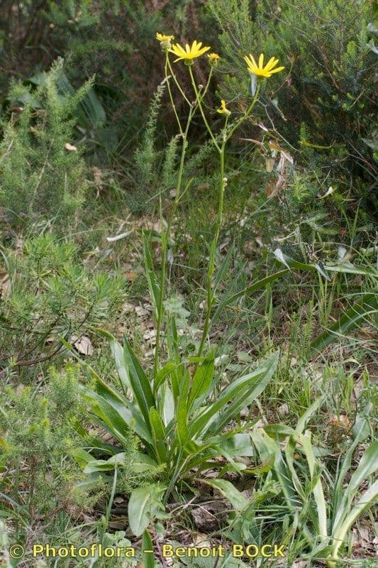 Senecio 8