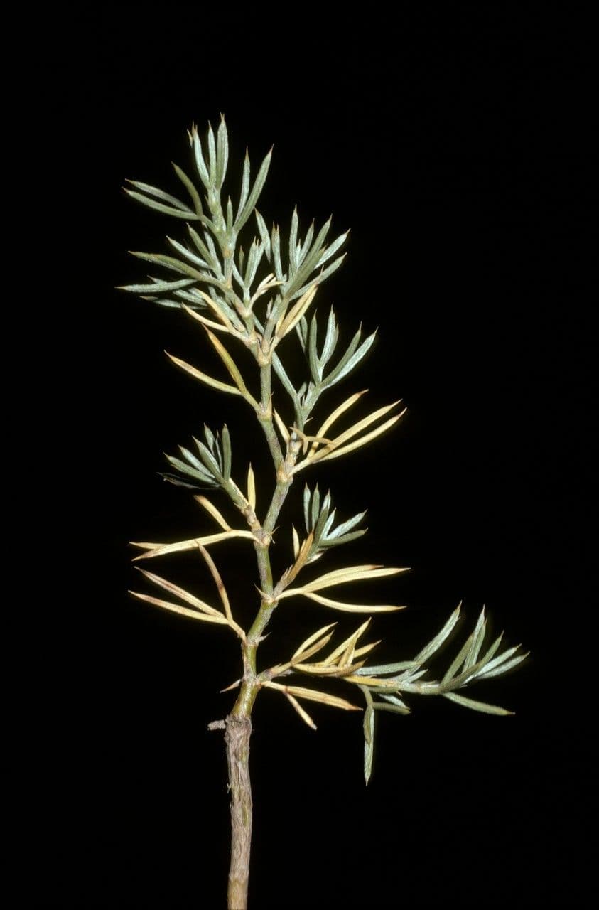 Anarthrophyllum 4