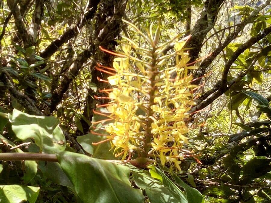 Zázvorník gardnerov 6