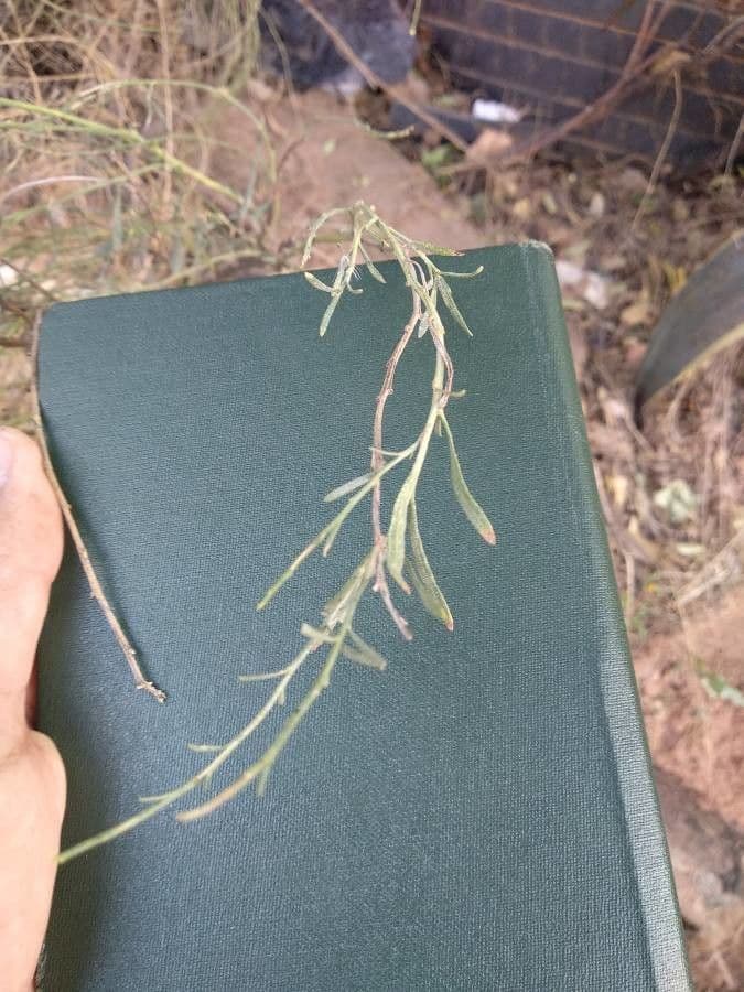 Baccharis a scopetta 4