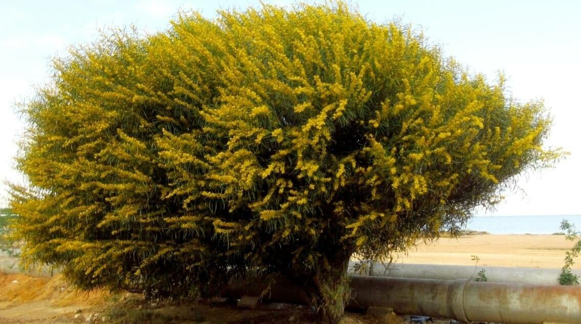 Acacia saligna 12