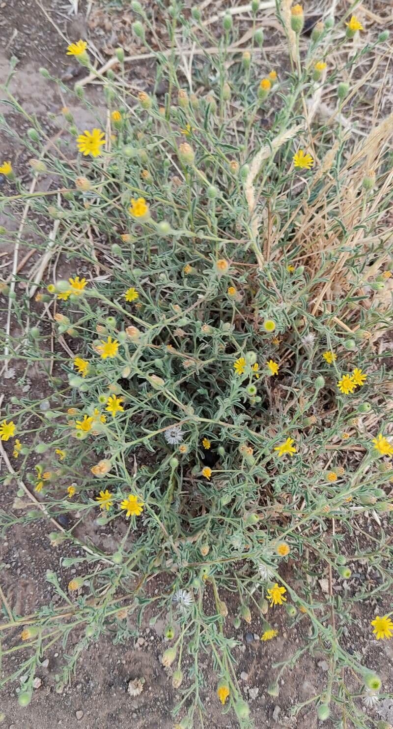 Pulicaria 8