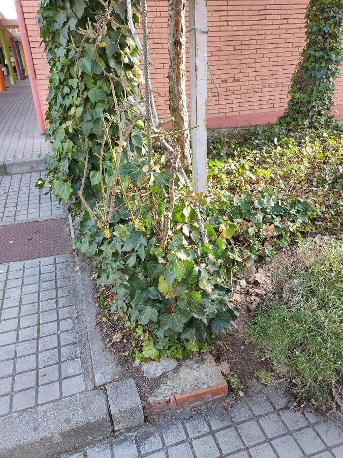 Edera irlandese 5