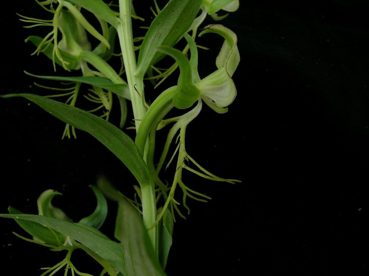 Habenaria 4