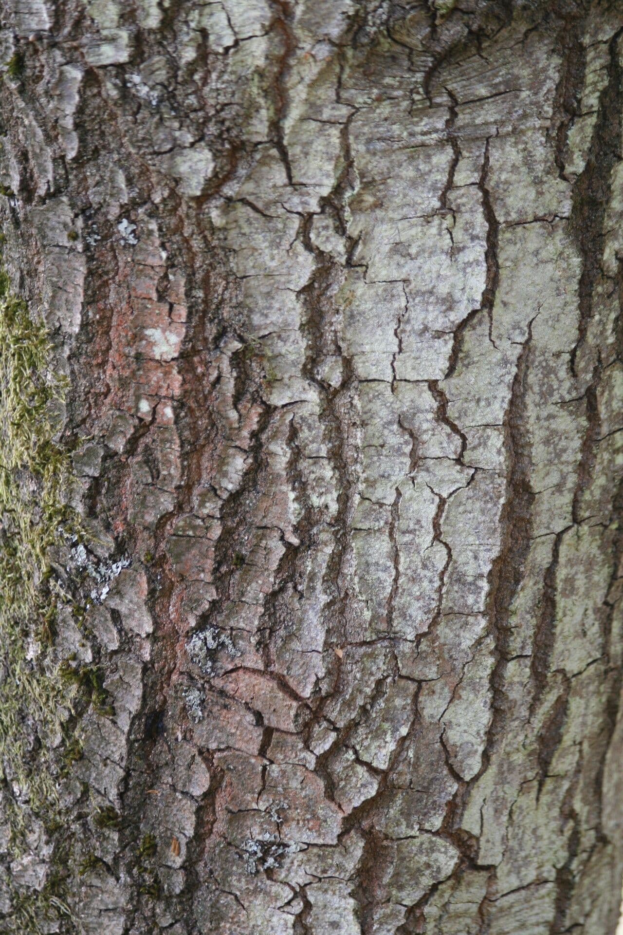 Brants Eiche 14