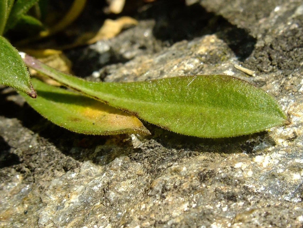 Walliser Leimkraut 13