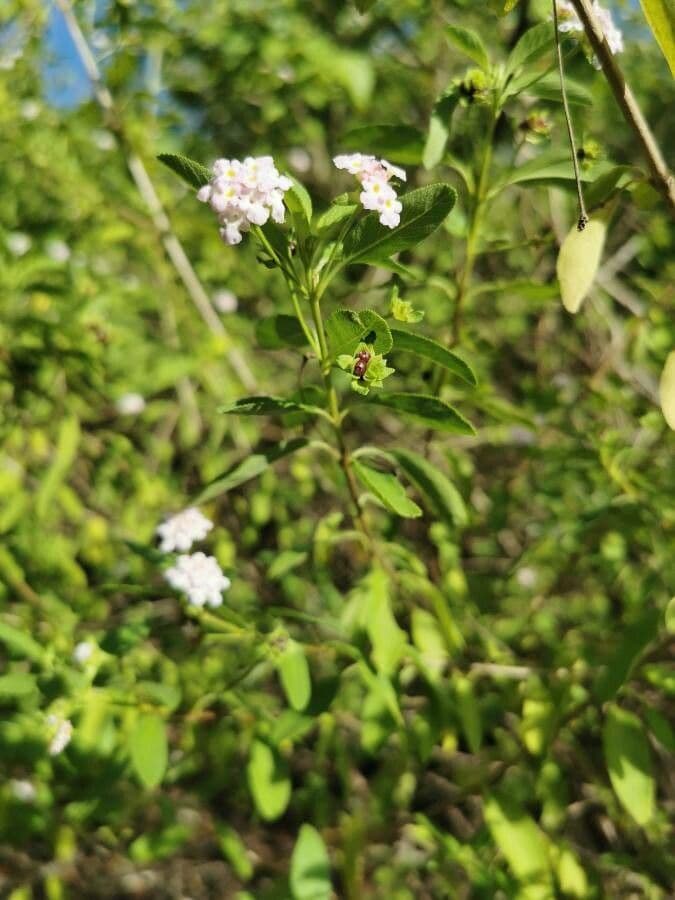 Lantana 16