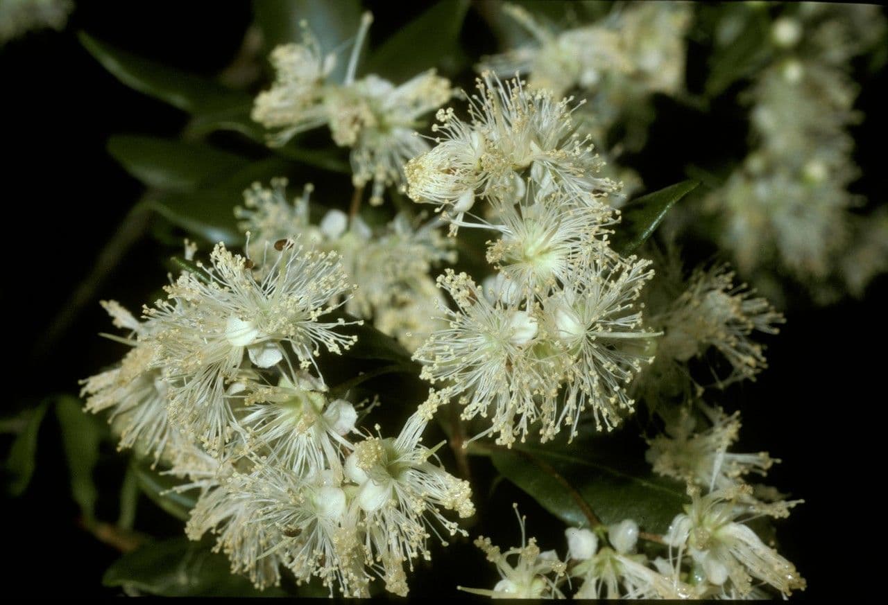 Blepharocalyx 2