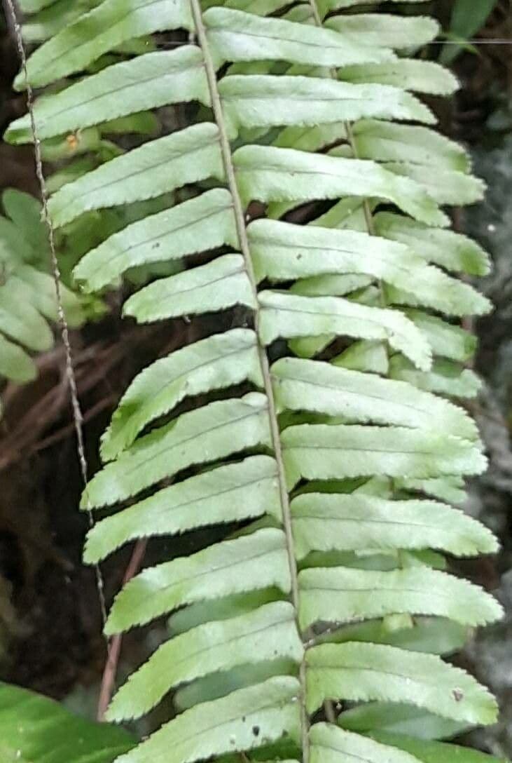 Nephrolepis 5