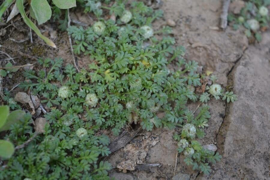 Soliva stolonifera