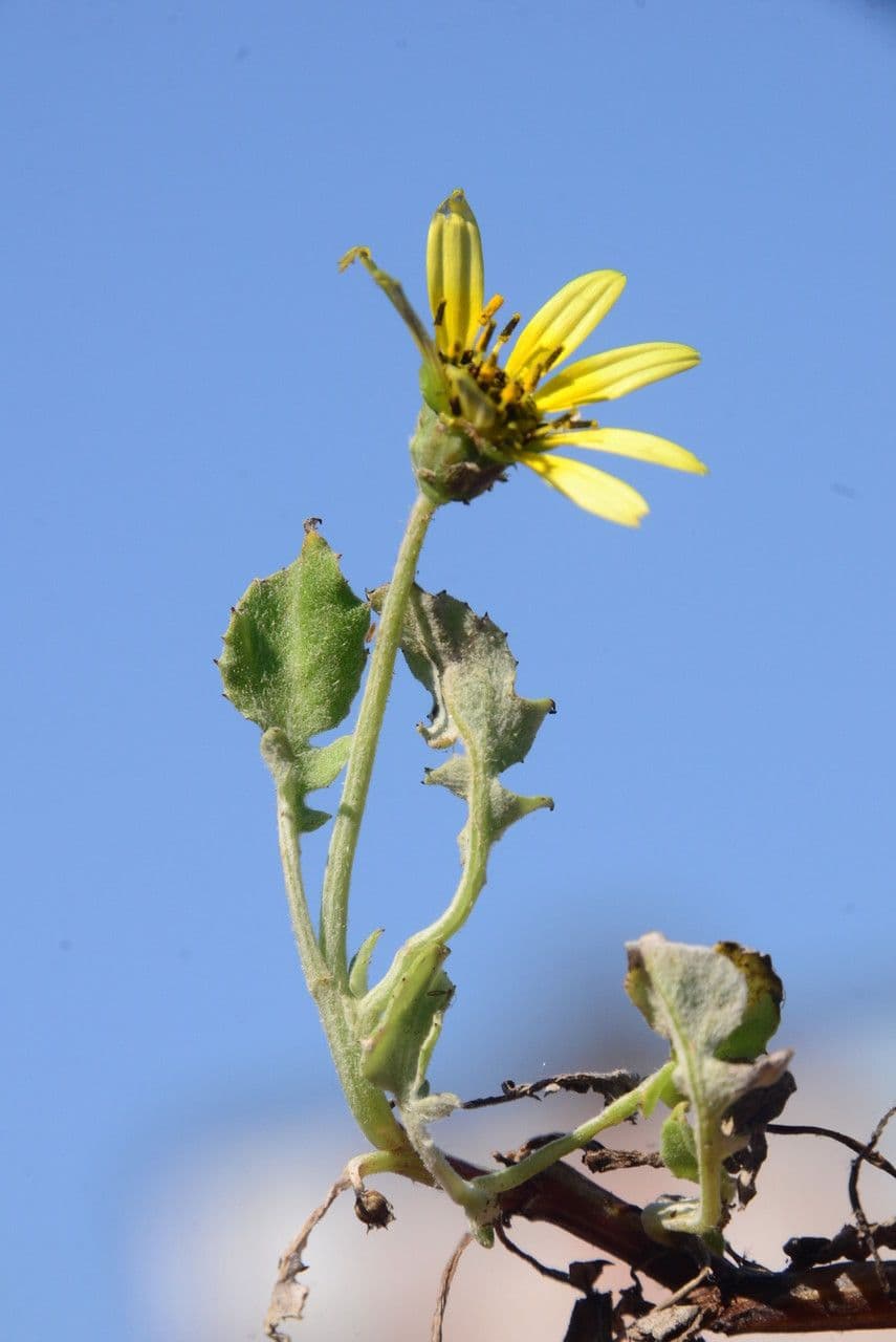 Kapringelblume 15