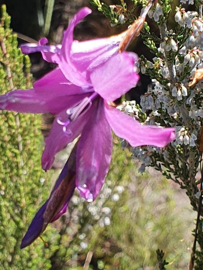 Dierama 2