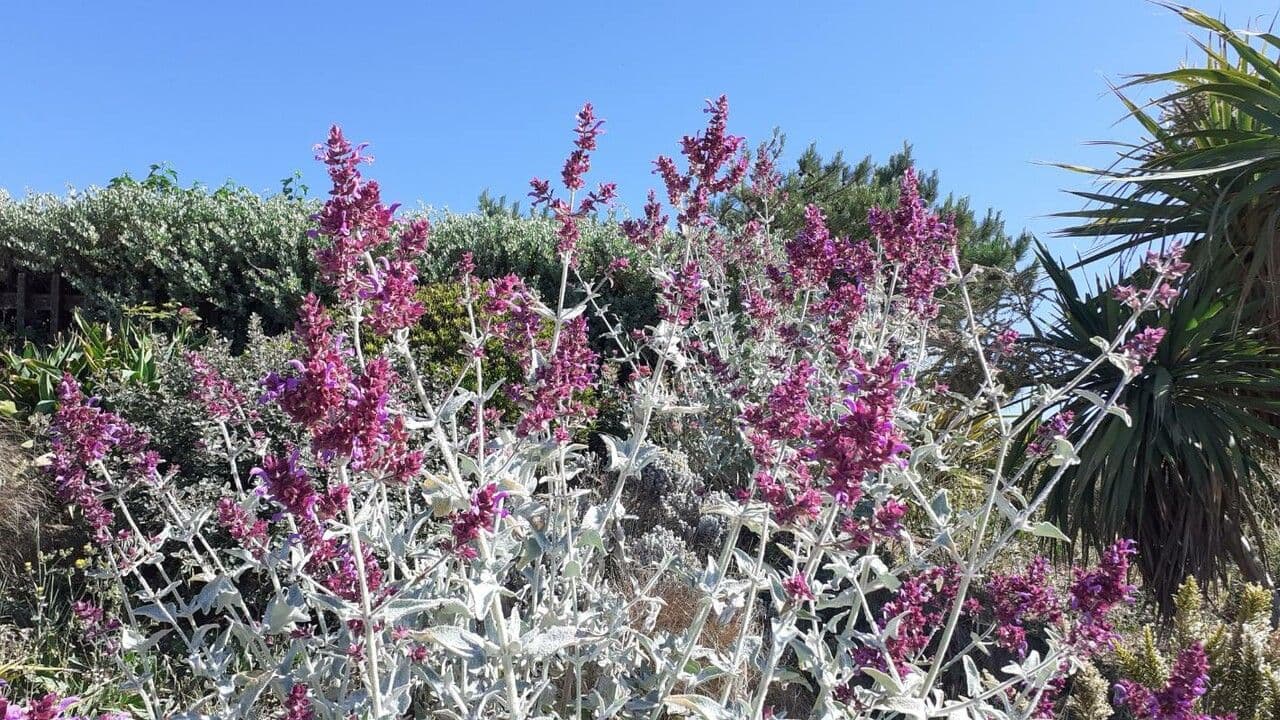 Penstemon 9