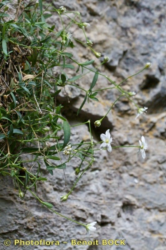 Moehringia 6