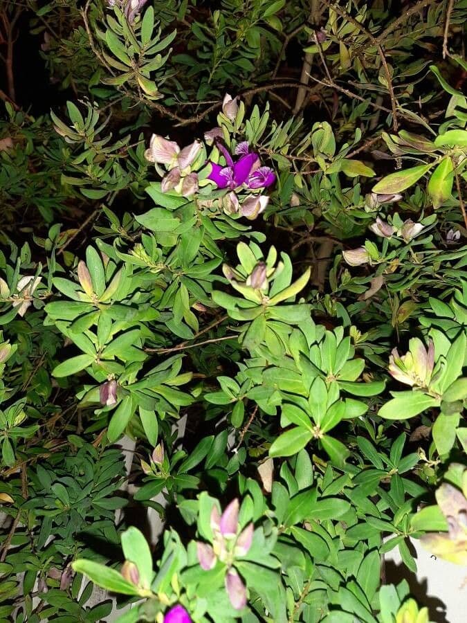 Myrtenblättrige Kreuzblume 18