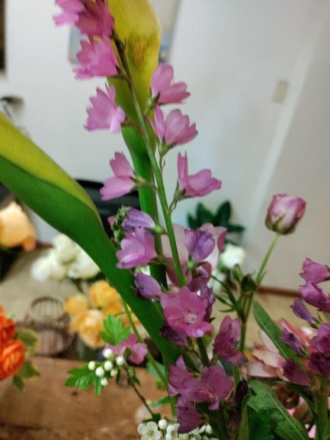 Sidalcea 5