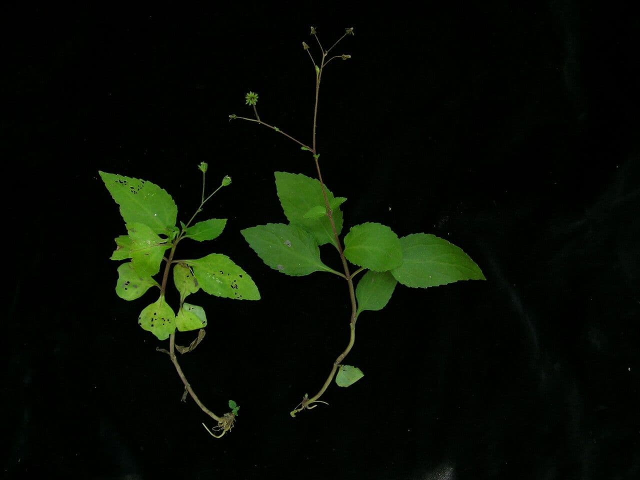 Adenostemma comune