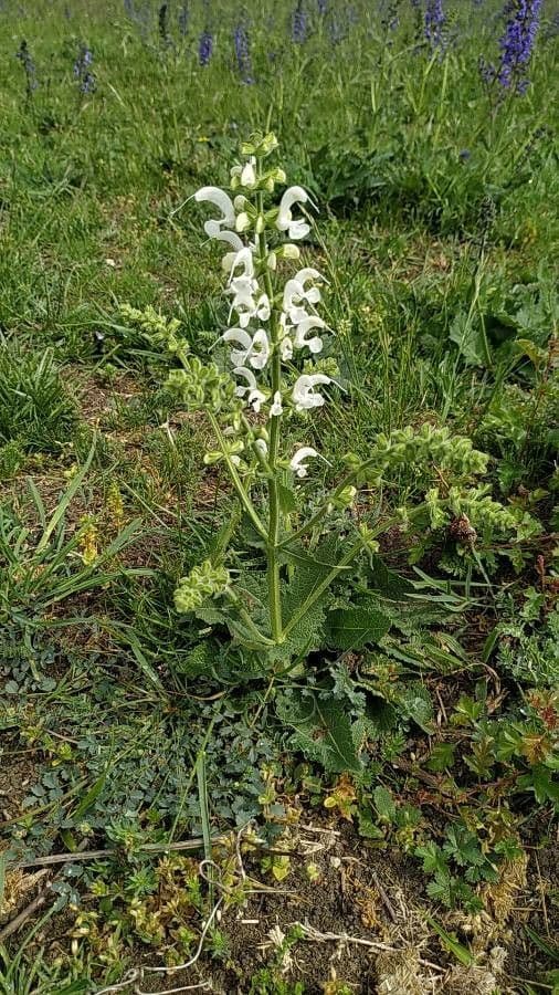 Salvia argentea 8