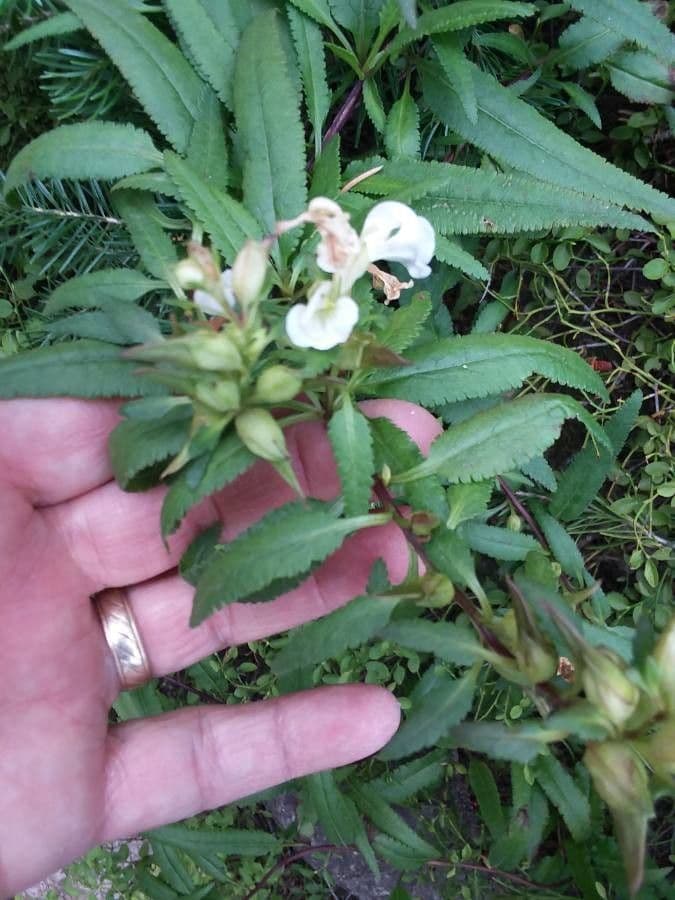 Pediculare a grappoli 15