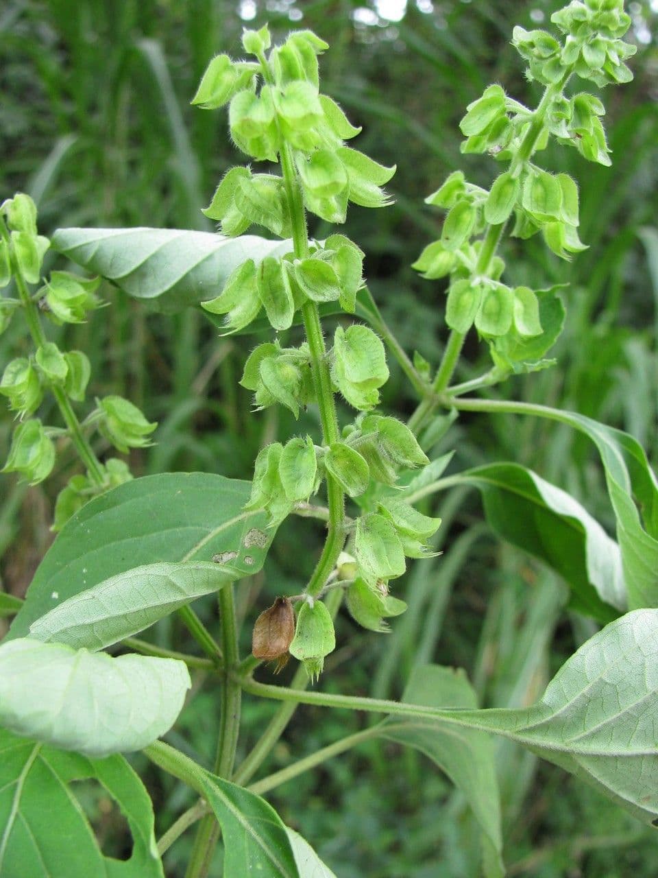 Basilico minore 25