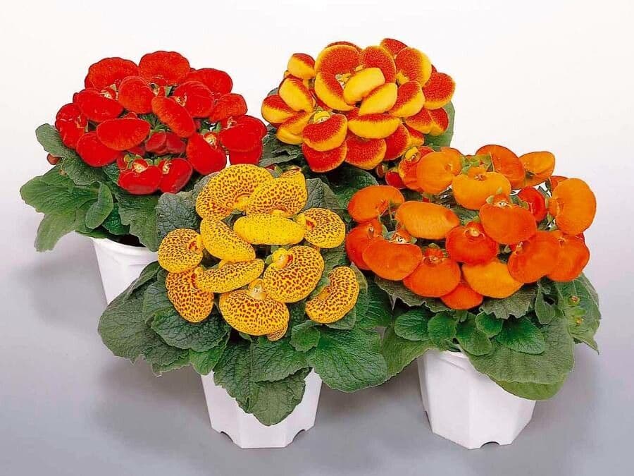 Calceolaria 12
