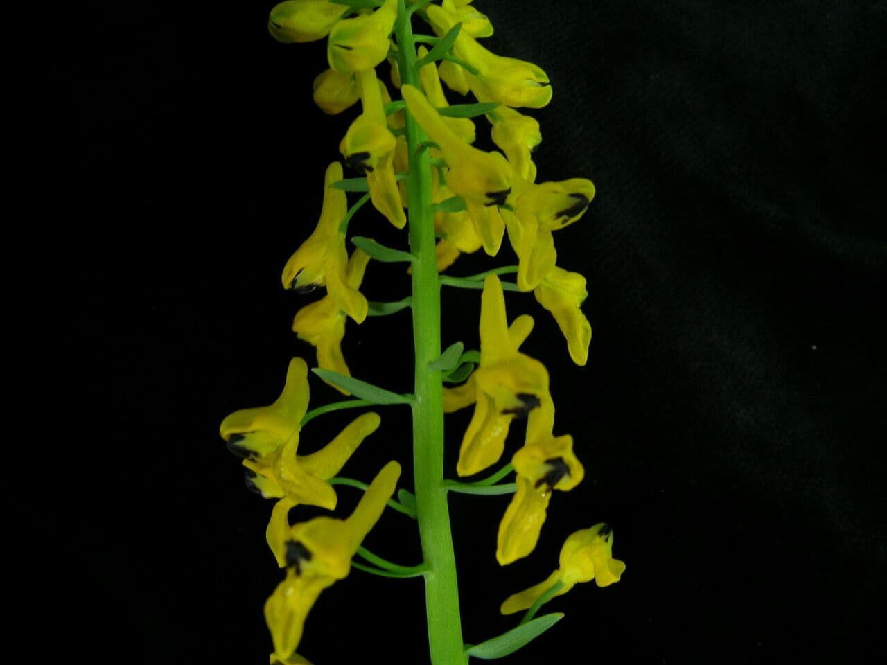 Fumaria 5
