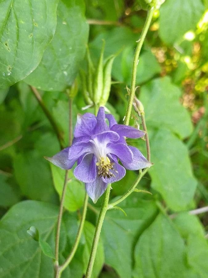 Aquilegia comune 8