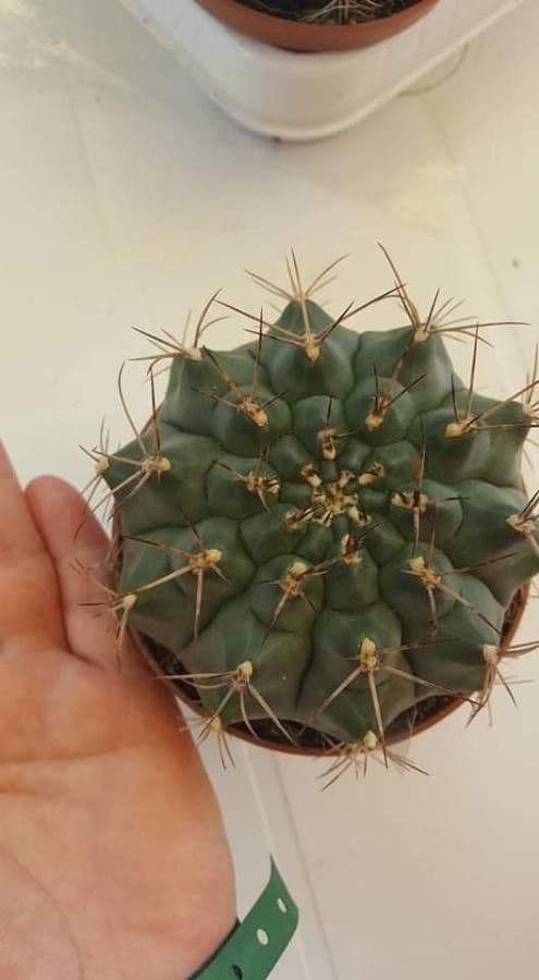 Gymnocalycium 4