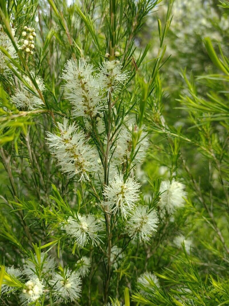 Melaleuca ericifolia 5