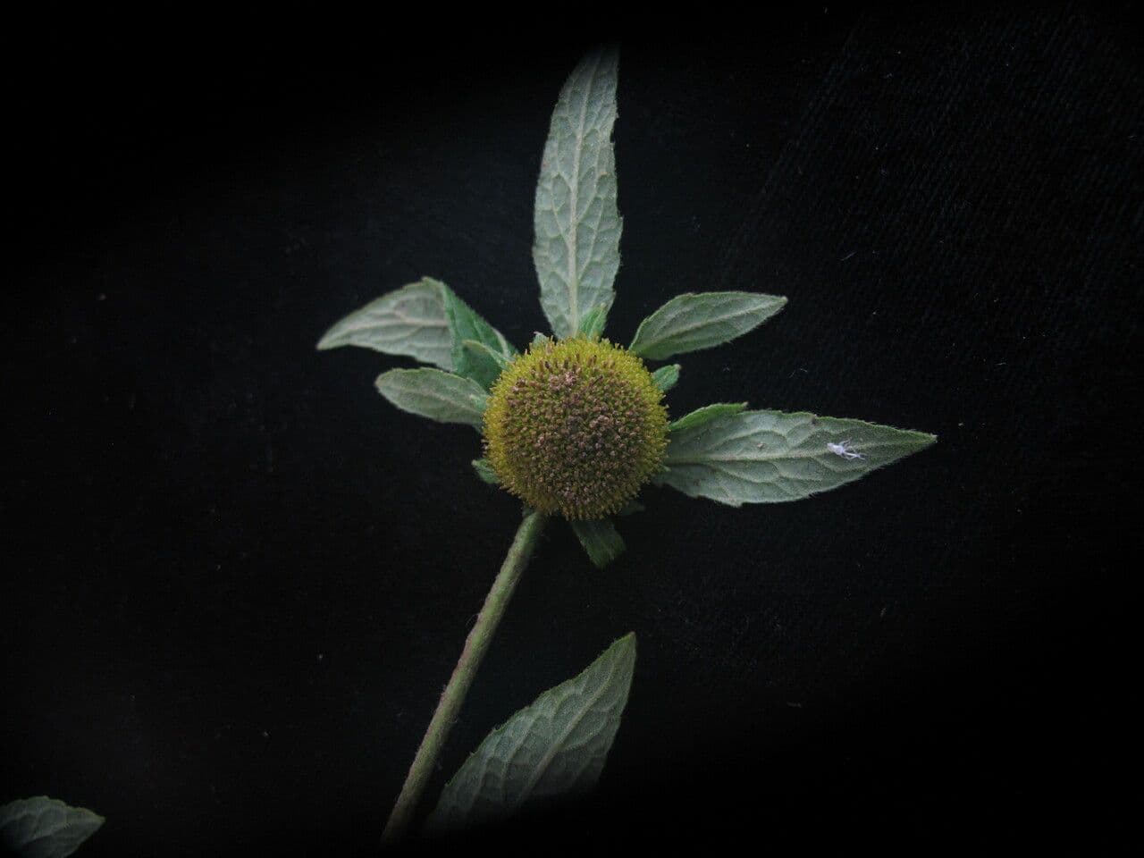 Carpesium 2