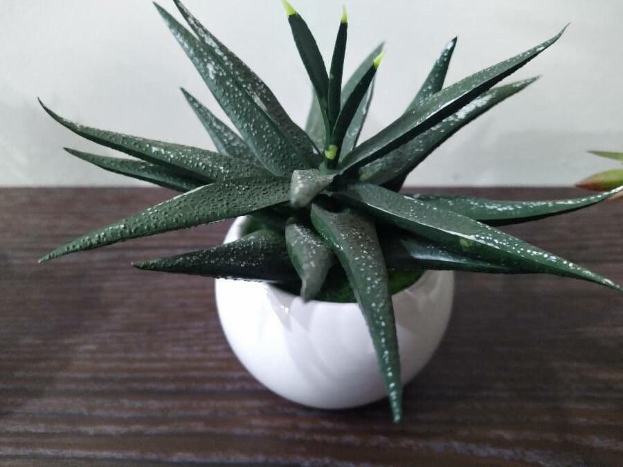 Gasteria 9