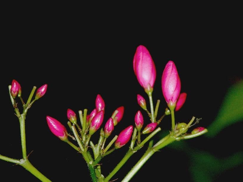 Jatropha integerrima 28