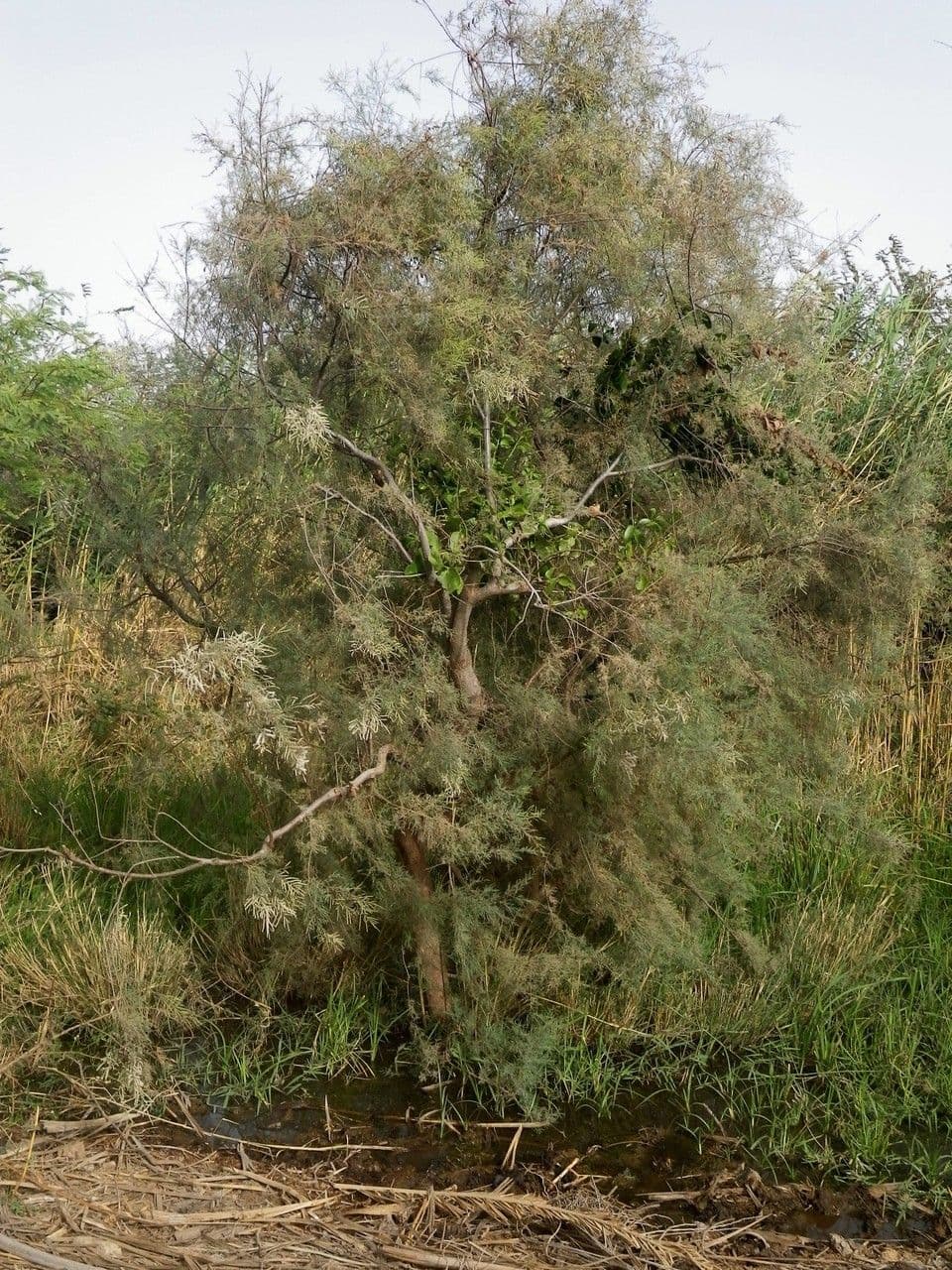 Tamariz 5