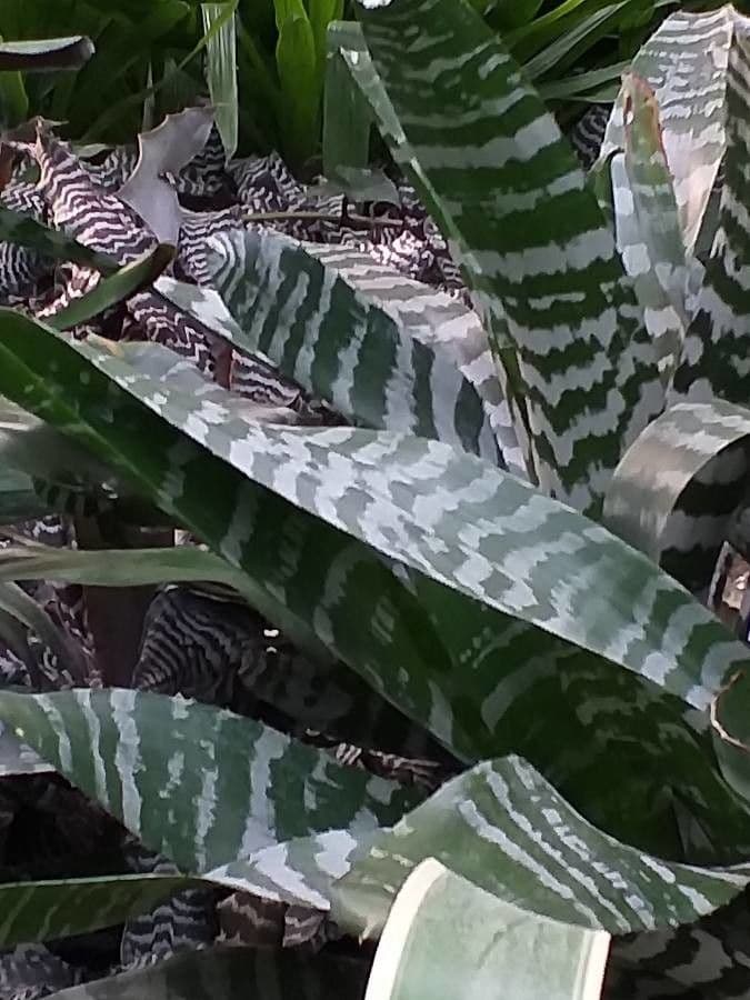 Aechmea 10
